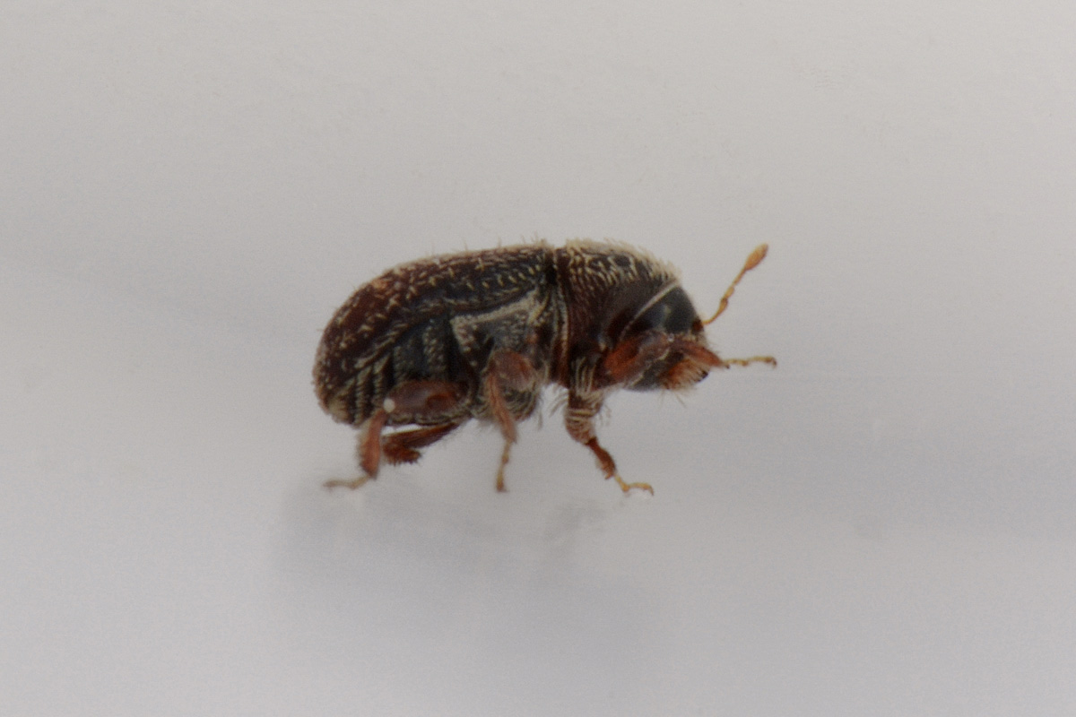 Curculionidae:  Hypoborus ficus?  S !